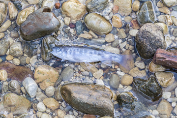 Kleiner toter Fisch in einem klaren Gebirgsbach