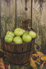 Green tomatoes in a bucket