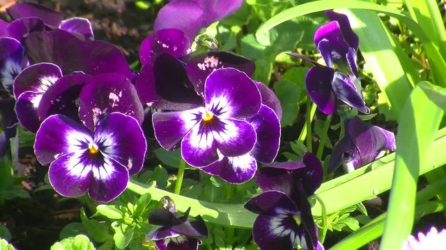 Violette Stiefm&uuml;tterchen bewegen sich im Wind