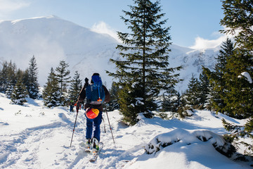 Fototapeta na wymiar A tourist with a backpack and ski tours travels winter Carpathia