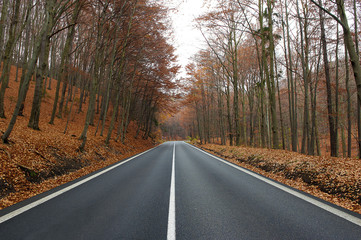 Fototapeta premium autumn straight road across forest