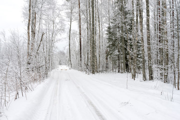 Vanishing snow-covered dirt road through winter forest. Novgorodsky region, Russia 
