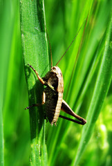 Grasshopper