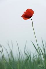 Naklejka premium single red poppy in the field against grey sky