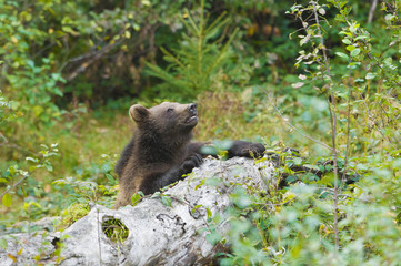 Brown bear behind fallen tree