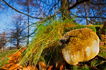 Ripe Pigskin poison puffball or Common earth ball and Beech tree