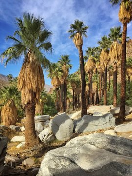 Palm Springs Indian Canyon