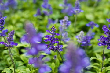 Blue salvia flowers