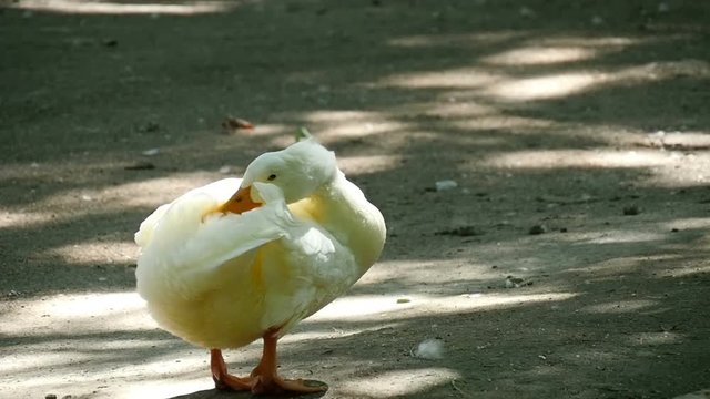 white goose cleaning its feathers, slow motion