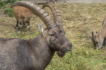 Steinbock beim Grasfressen in einem Gehege