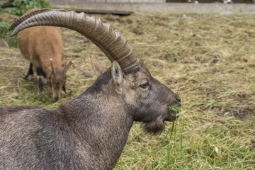Steinbock beim Grasfressen in einem Gehege