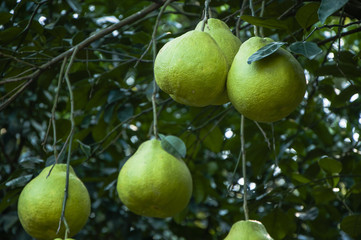 The pomelos fruit closeup
