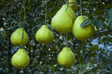 The pomelos fruit closeup
