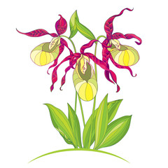 Vector illustration of hand drawing Cypripedium calceolus or Lady's slipper orchid isolated on white background. Ornate flowers and leaves. Floral elements in contour style for botany design. 
