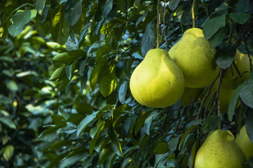 The pomelos fruit closeup
