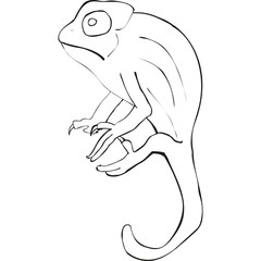 Chameleon. Hand-drawn image on white background