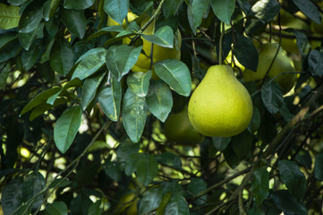 The pomelos fruit closeup
