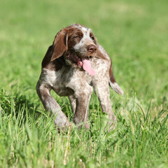 Nice puppy of Italian Wire-haired Pointing Dog