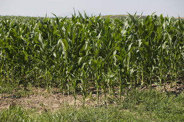 Corn field sunny summer day. Close-up. Focus on foreground