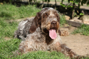 Italian Wire-haired Pointing Dog resting in the garden