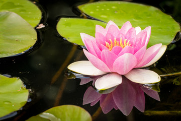 Die Seerose im Gartenteich