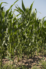 Corn field sunny summer day. Close-up. Focus on foreground