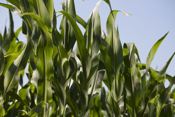 Corn field sunny summer day. Close-up. Focus on foreground