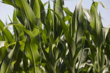 Corn field sunny summer day. Close-up. Focus on foreground