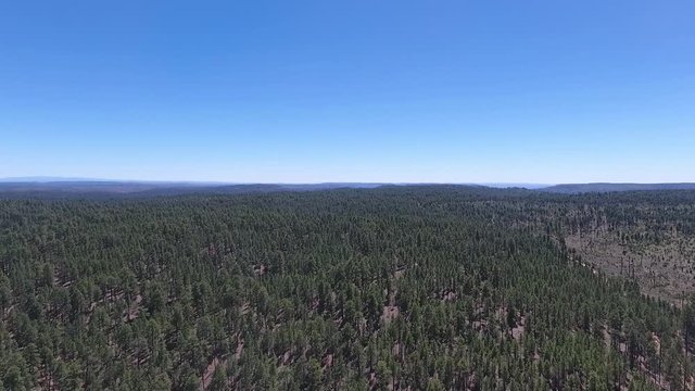 Woods Drone Landscape