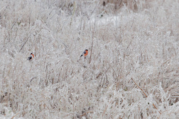 several bullfinches on frozen field