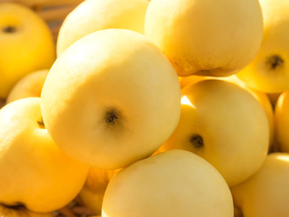 Naklejka na ściany i meble Sunny ripe yellow Antonovka apples in blurred vignette. 