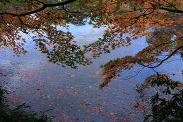 浄瑠璃寺の紅葉