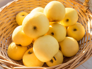 Sunny ripe yellow Antonovka apples in basket in blurred vignette.
