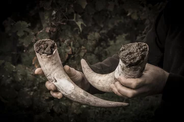 Fototapeten Filling cow horns with manure to make biodynamic horn manure 500 for use on the vineyards © FreeProd