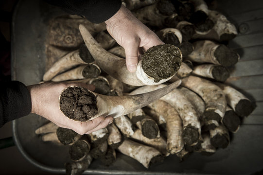 Filling Cow Horns With Manure To Make Biodynamic Horn Manure 500 For Use On The Vineyards