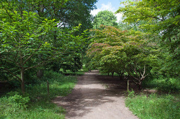 Woodland walks in Herefordshire, England.