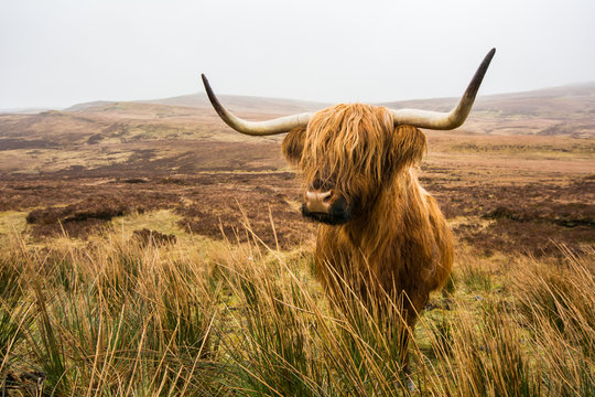 Highland cow in field,Highland cattle,Bull,Scotland