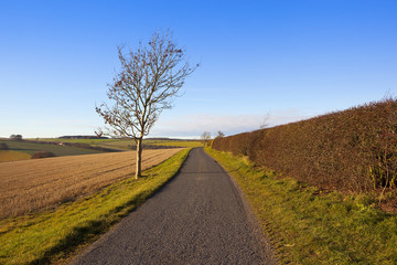 country road and ash tree