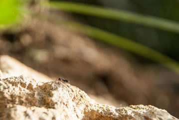 macro-shot of an ant climbing on a stone
