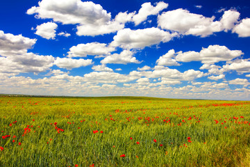 a field of wheat, poppy