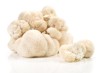 Hericium - Heilpilze