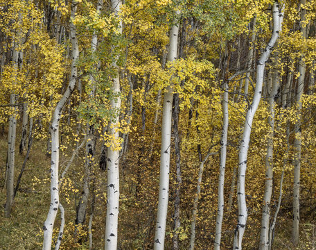 Highway 24 No. 2, Near Minturn, 2016