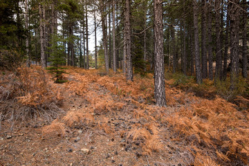 Fototapeta premium Forest landscape