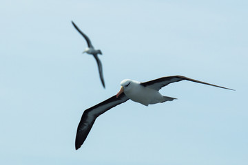 Gulls flying