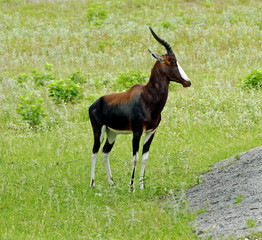 Magnificent Bontebok Antelope standing in grassland
