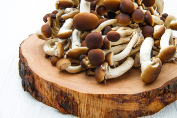 funghi chiodini su legno