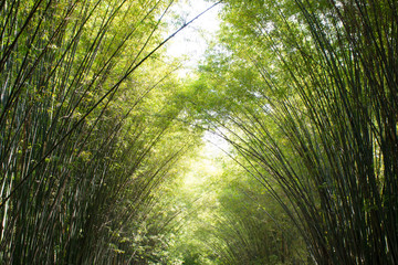 Bamboo tunnel and walkway