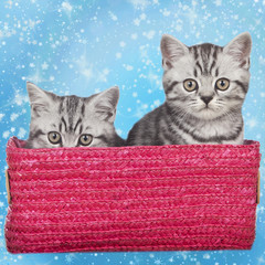 Two cute kitten in a box