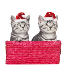 Two kitten with Santa hats