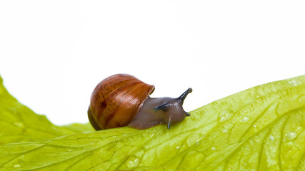 Snail On Green Leaf Isolated